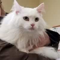 South Town Animal Hospital ico