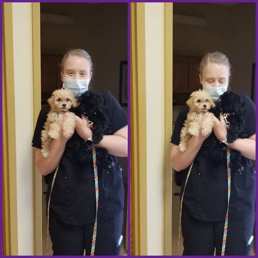 South Town Animal Hospital Picture 3
