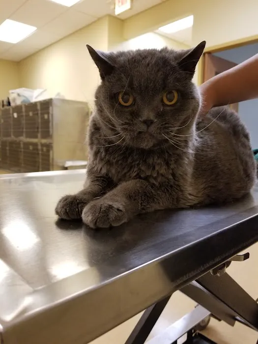 South Town Animal Hospital Picture 4