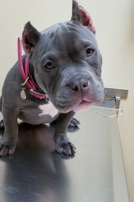 South Town Animal Hospital Picture 9