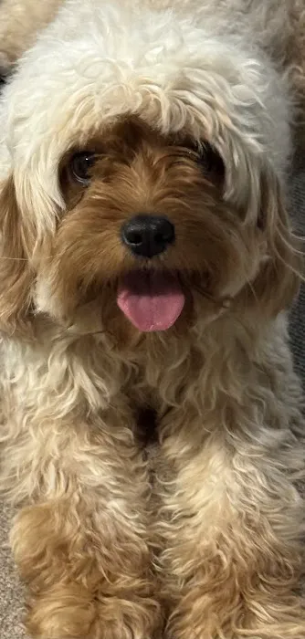 Banfield Pet Hospital Picture 1