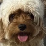 Banfield Pet Hospital