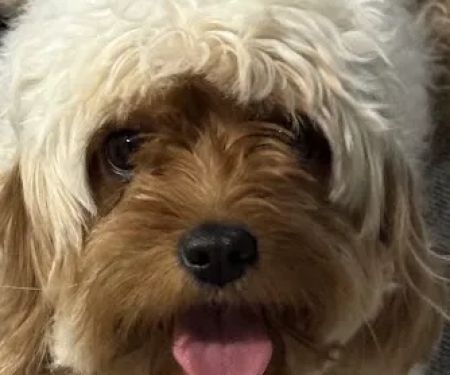 Banfield Pet Hospital