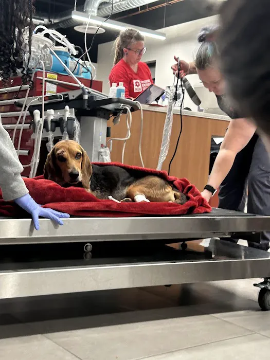 Veterinary Emergency Group Picture 8