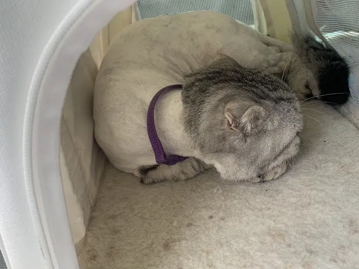 Animal Care Center of Buffalo Grove Picture 1