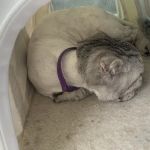 Animal Care Center of Buffalo Grove
