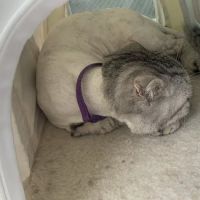 Animal Care Center of Buffalo Grove ico