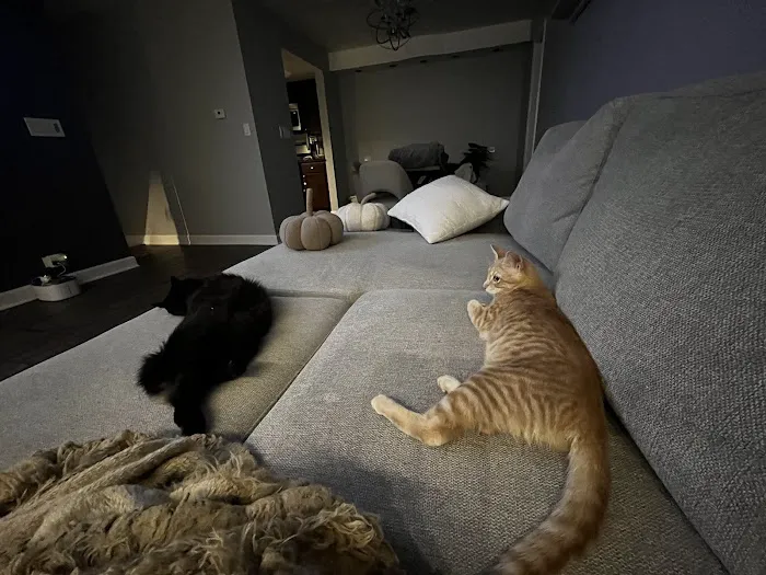 Pets4Life Picture 1