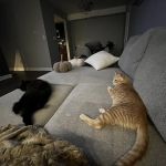 Pets4Life