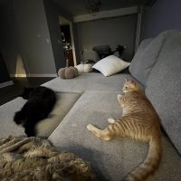 Pets4Life ico