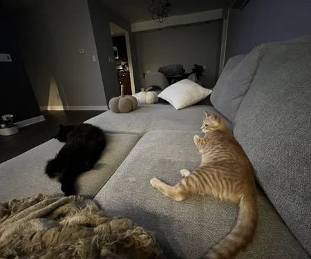 Pets4Life