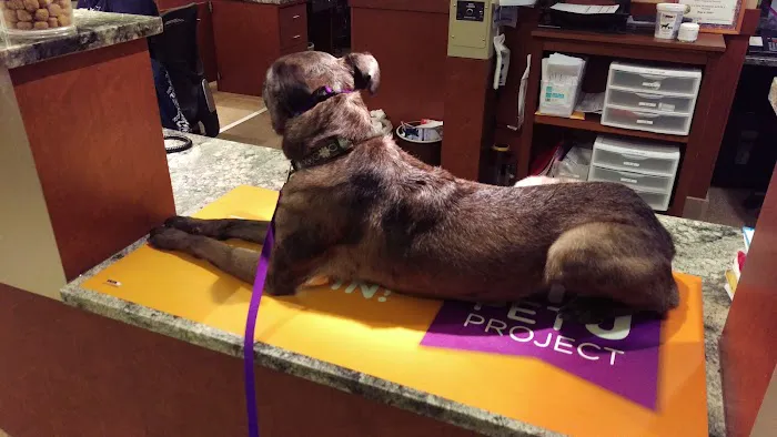 VCA Cairo Animal Hospital Picture 3