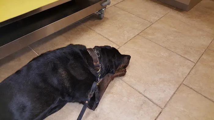 VCA Cairo Animal Hospital Picture 7