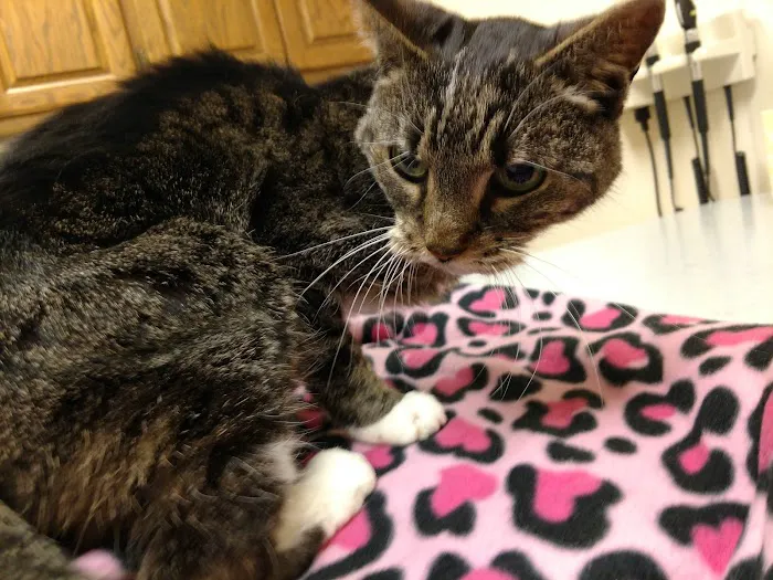 Smokey Point Animal Hospital Picture 7