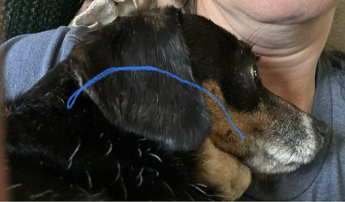 Smokey Point Animal Hospital Picture 10