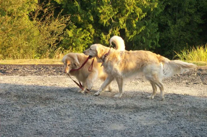 Advanced Care Animal Clinic Picture 2