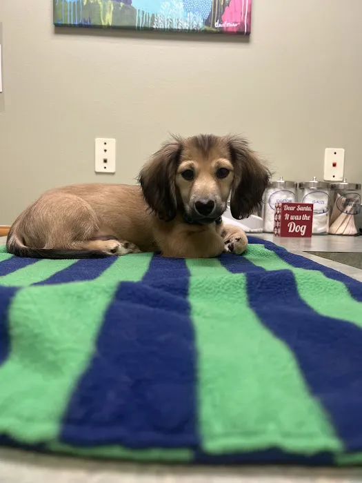 Advanced Care Animal Clinic Picture 3