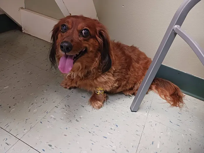Advanced Care Animal Clinic Picture 8