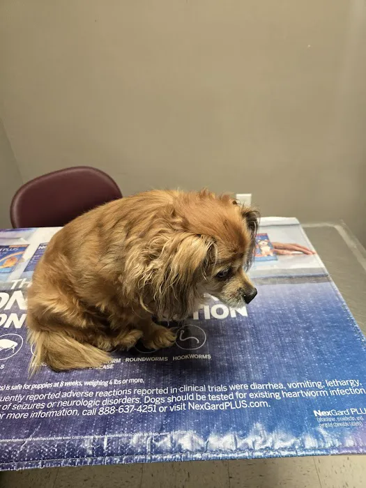 Family Pet Medical & Surgery Picture 5
