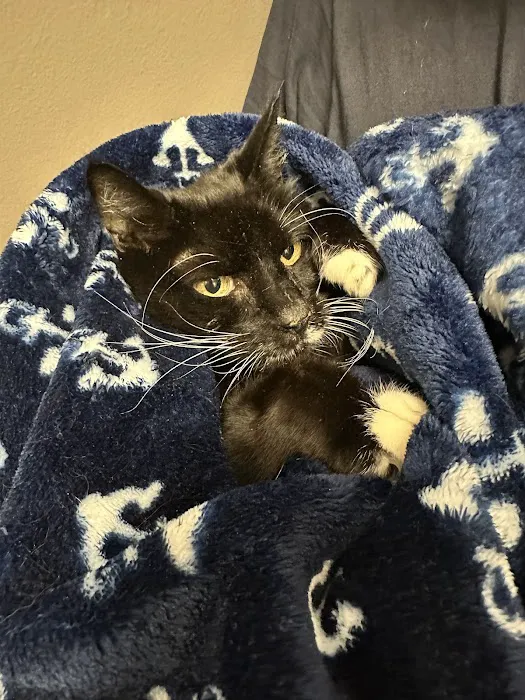 Family Pet Medical & Surgery Picture 4