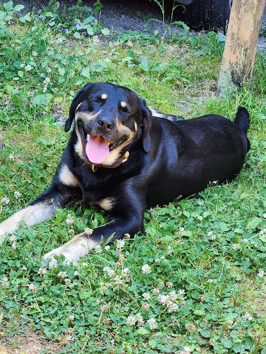 Family Pet Medical & Surgery Picture 8