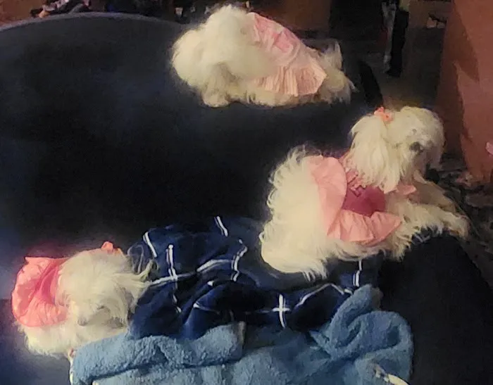 Veterinary Care Clinic of Smokey Point Picture 8