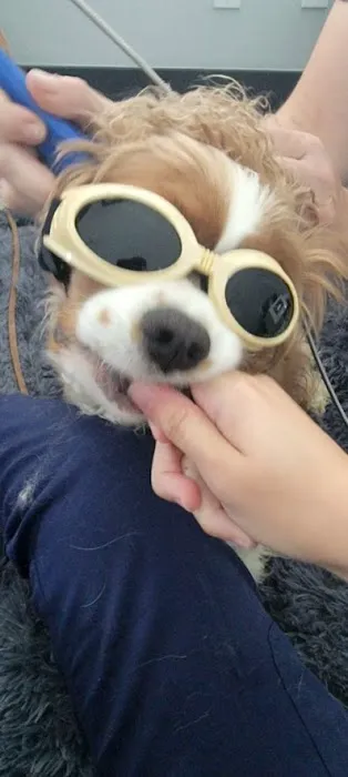 The Total Canine Picture 1