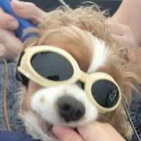The Total Canine ico