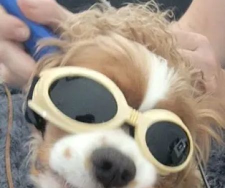 The Total Canine
