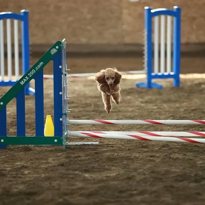 The Total Canine Picture 3