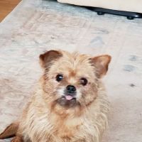 Arlington Veterinary Hospital ico
