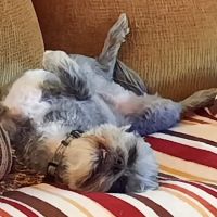 Oak Bay Animal Hospital ico