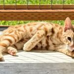 Harborside Veterinary Care