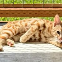 Harborside Veterinary Care ico