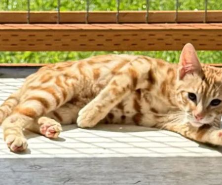 Harborside Veterinary Care