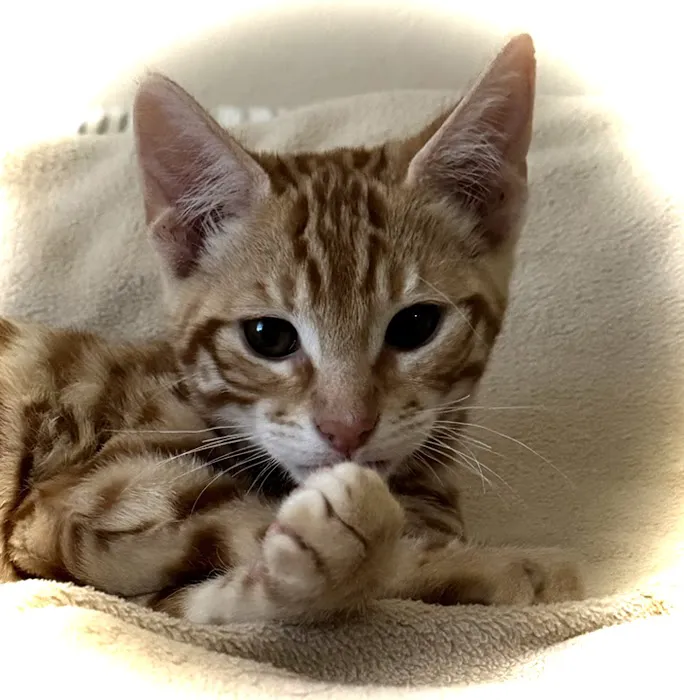 Harborside Veterinary Care Picture 9
