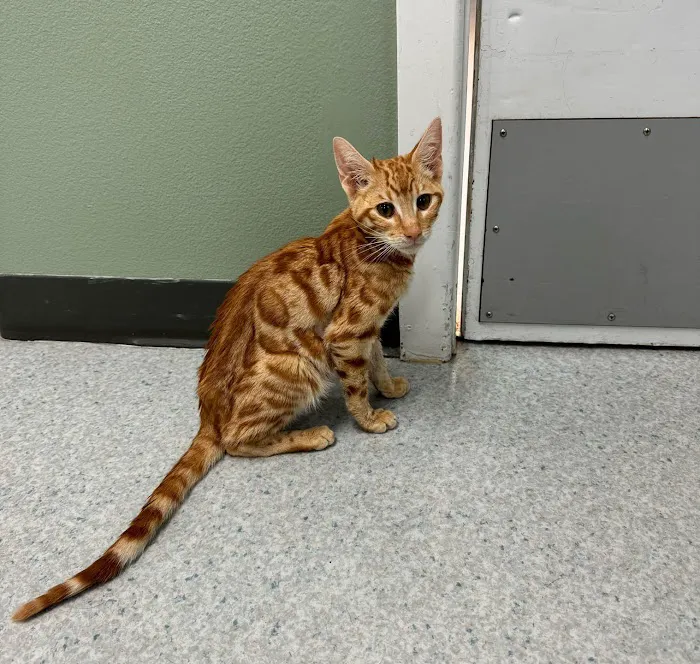 Harborside Veterinary Care Picture 10
