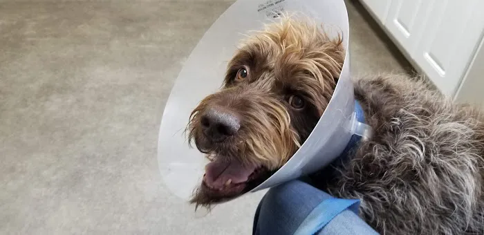Chimacum Valley Veterinary Hospital Picture 8