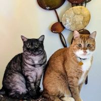 Nisqually Veterinary Clinic ico