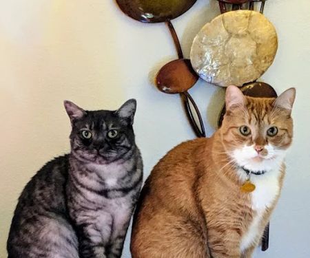 Nisqually Veterinary Clinic