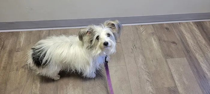 Bloom Pet Hospital Picture 1