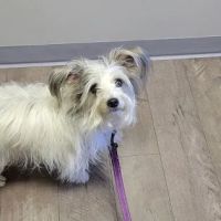 Bloom Pet Hospital ico