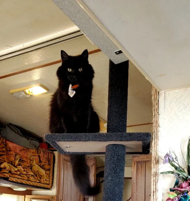 Bloom Pet Hospital Picture 2