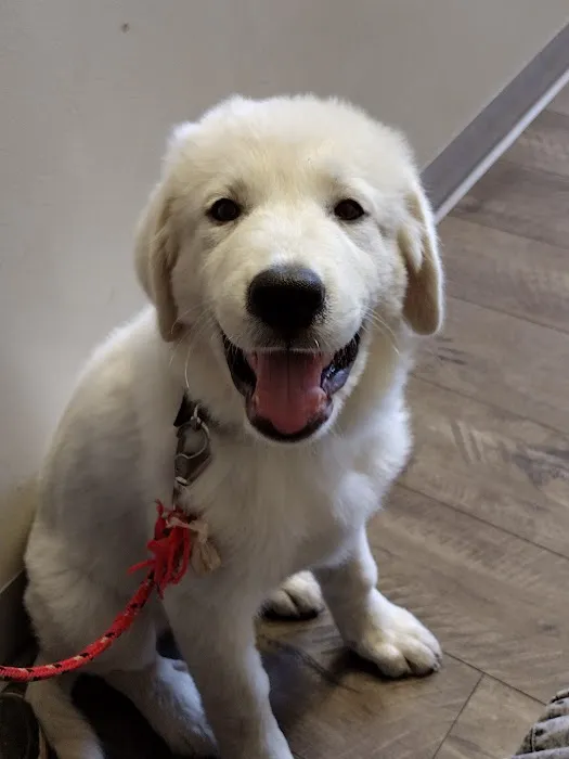 Bloom Pet Hospital Picture 9