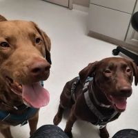 Yelm Veterinary Hospital ico