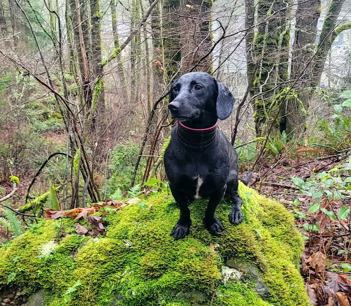 Yelm Veterinary Hospital Picture 4