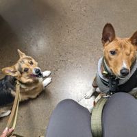 Dupont Veterinary Center ico