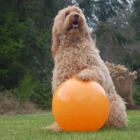 Kitsap Veterinary Hospital ico