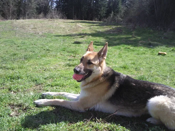 Kitsap Veterinary Hospital Picture 10