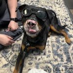 Integrated Veterinary A.R.T.S